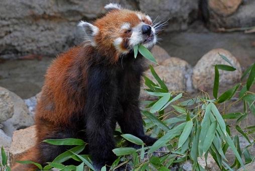 🌳 에도가와구 자연 동물원(에도가와쿠 시젠 도부츠엔)